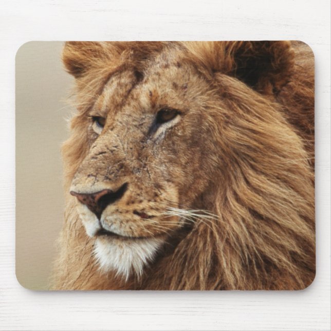 Nahaufnahme eines männlichen Löwen Mousepad (Vorne)