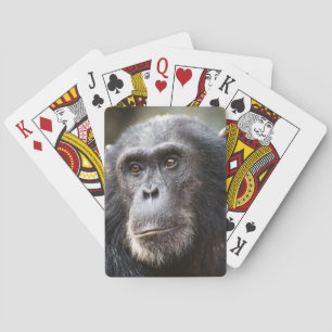 Nahaufnahme eines männlichen Schimpansen Spielkarten