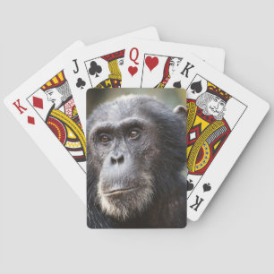Nahaufnahme eines männlichen Schimpansen Spielkarten