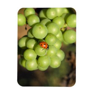 Nahaufnahme eines Marienkäfers auf grünen Pinot No Magnet