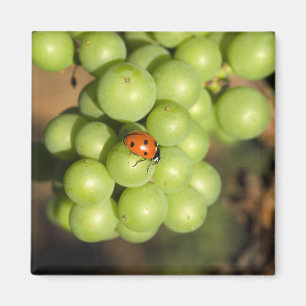 Nahaufnahme eines Marienkäfers auf grünen Pinot No Magnet