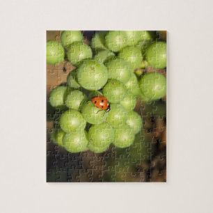 Nahaufnahme eines Marienkäfers auf grünen Pinot No Puzzle