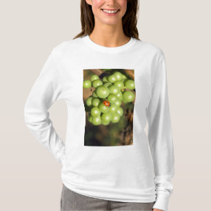 Nahaufnahme eines Marienkäfers auf grünen Pinot-No T-Shirt