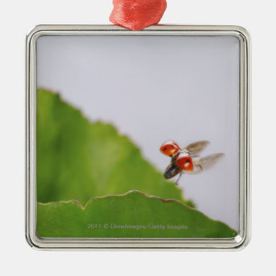 Nahaufnahme eines Marienkäfers, der über ein Bla Ornament Aus Metall