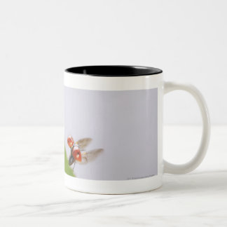 Nahaufnahme eines Marienkäfers, der über ein Blatt Zweifarbige Tasse