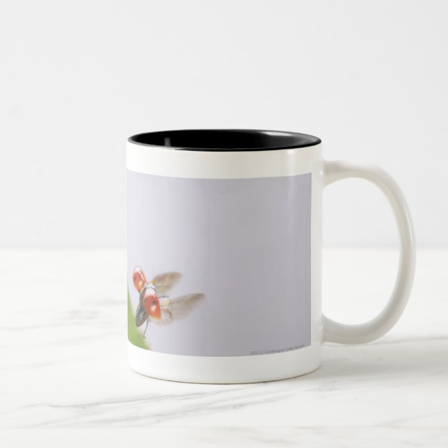 Nahaufnahme eines Marienkäfers, der über ein Blatt Zweifarbige Tasse (Rechts)