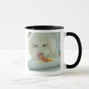 Nahaufnahme eines Miniaturpudels, der Nahrung isst Tasse