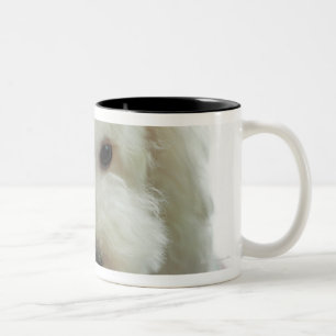 Nahaufnahme eines Miniaturpudels Zweifarbige Tasse