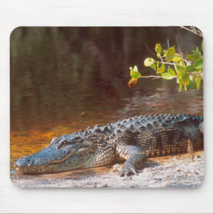 Nahaufnahme eines Mississippi-Alligators im J.N. Mousepad