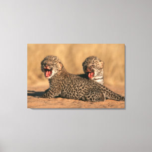 Nahaufnahme eines neugeborenen Leoparden (Panthera Leinwanddruck