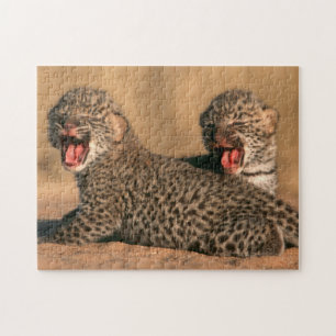 Nahaufnahme eines neugeborenen Leoparden (Panthera Puzzle