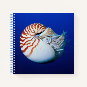 Nahaufnahme eines Perlbootes Notizbuch