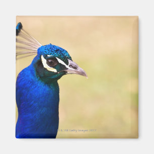 Nahaufnahme eines Pfaus 2 Magnet