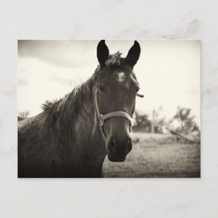 Nahaufnahme eines Pferdes mit Sepia-Tönung Postkarte