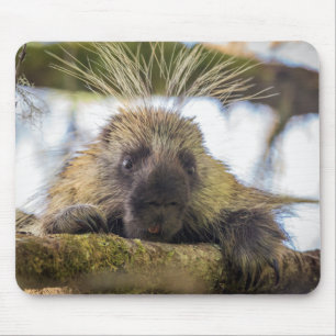 Nahaufnahme eines Stachelschweins in einem Baum Mousepad
