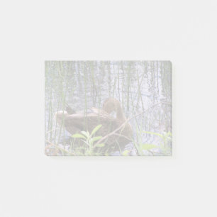 Nahaufnahme-Foto einer Ente Post-it Klebezettel