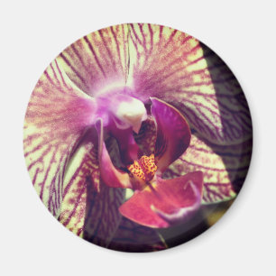 Nahaufnahme-Fotografie einer Orchideenblüte Magnet