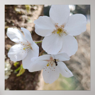 Nahaufnahme-Fotografie von Kirschblüten Poster