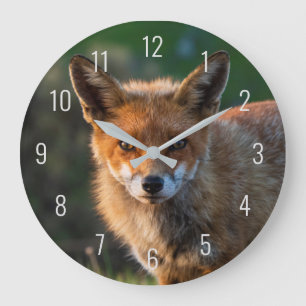 Nahaufnahme-Fotoporträt des Rotfuchsgesichts beim Große Wanduhr