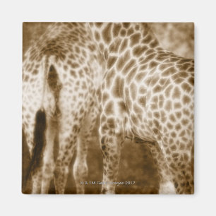 Nahaufnahme Giraffen Kruger Nationalparks Süd Magnet