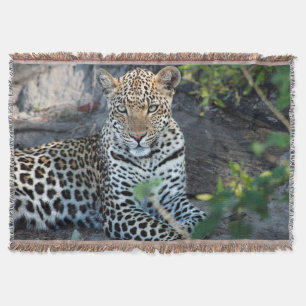 Nahaufnahme Leopardenporträt sitzend Decke