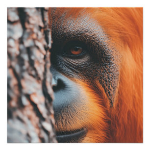 Nahaufnahme-Porträt eines wilden Orang-Utans Poster