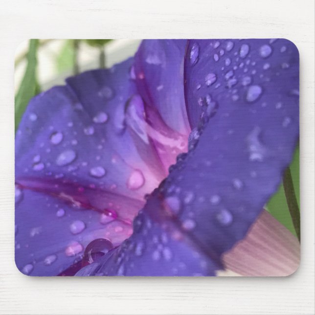 Nahaufnahme Prunkwinde lila Morgentau Mousepad (Vorne)