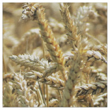 Nahaufnahme-themenorientiertes, getrocknetes Gras