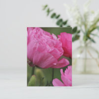 Nahaufnahme Tief Pfingstrose Pink Ranunculus