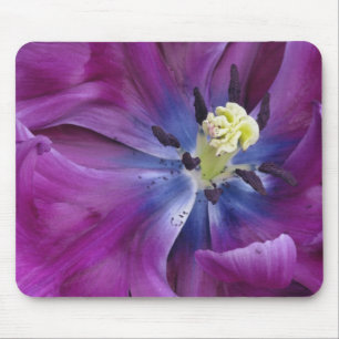 Nahaufnahme Tulpe, Keukenhof-Gärten, Lisse, 2 Mousepad