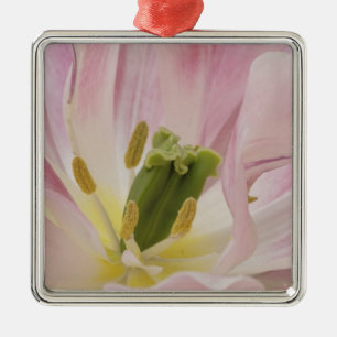 Nahaufnahme Tulpe, Keukenhof-Gärten, Lisse, Ornament Aus Metall