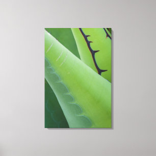 Nahaufnahme von Agave Leinwanddruck