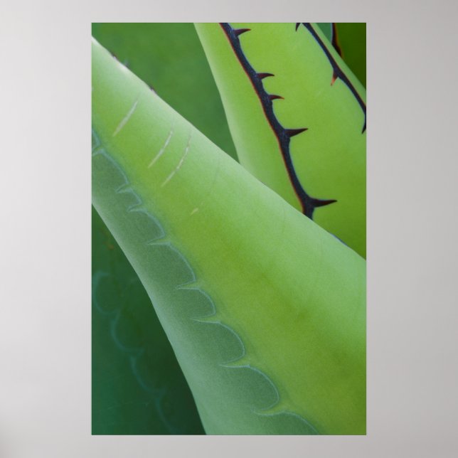 Nahaufnahme von Agave Poster (Vorne)