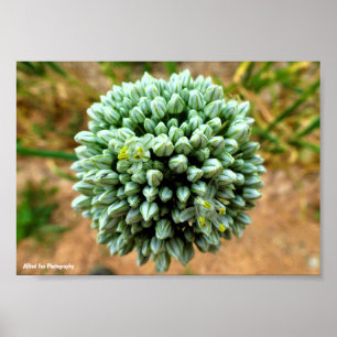 Nahaufnahme von Allium, Wilde Zwiebelblüte Poster