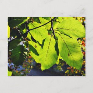 Nahaufnahme von Buchenblättern Postkarte
