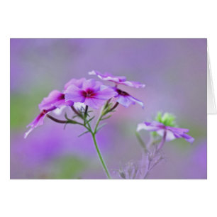 Nahaufnahme von Drummond Phlox, Phlox drummondi,