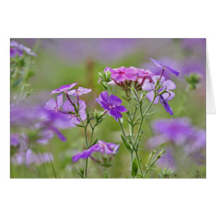 Nahaufnahme von Drummond-Phlox, Phlox drummondi, 2