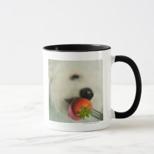 Nahaufnahme von einem Bichon Frise, der eine Tasse