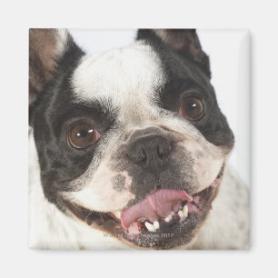 Nahaufnahme von einem Boston Terrier, das heraus Magnet