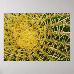 Nahaufnahme von Fasskaktus - Abstrakte Naturfotogr Poster