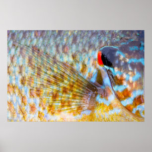 Nahaufnahme von Fischschuppen Poster