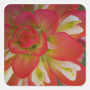 Nahaufnahme von Indian Paint Brush in der Nähe von Quadratischer Aufkleber