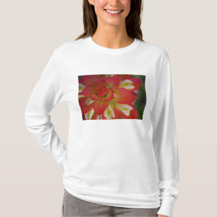 Nahaufnahme von Indian Paint Brush in der Nähe von T-Shirt