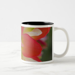 Nahaufnahme von Indian Paint Brush in der Nähe von Zweifarbige Tasse