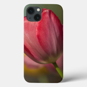 Nahaufnahme von roten und gelben Tulpen im Garten Case-Mate iPhone Hülle