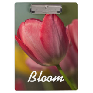 Nahaufnahme von roten und gelben Tulpen im Garten Klemmbrett