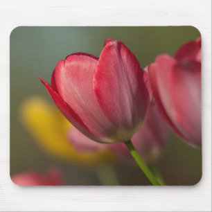 Nahaufnahme von roten und gelben Tulpen im Garten Mousepad