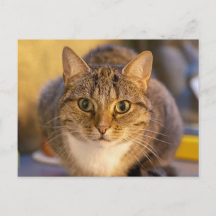 Nahaufnahmeporträt einer süßen getigerten und weiß postkarte