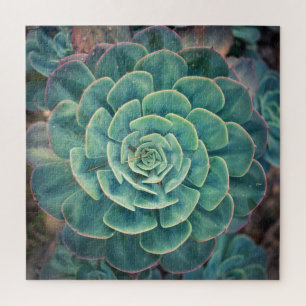 NahaufnahmeSucculent Puzzle