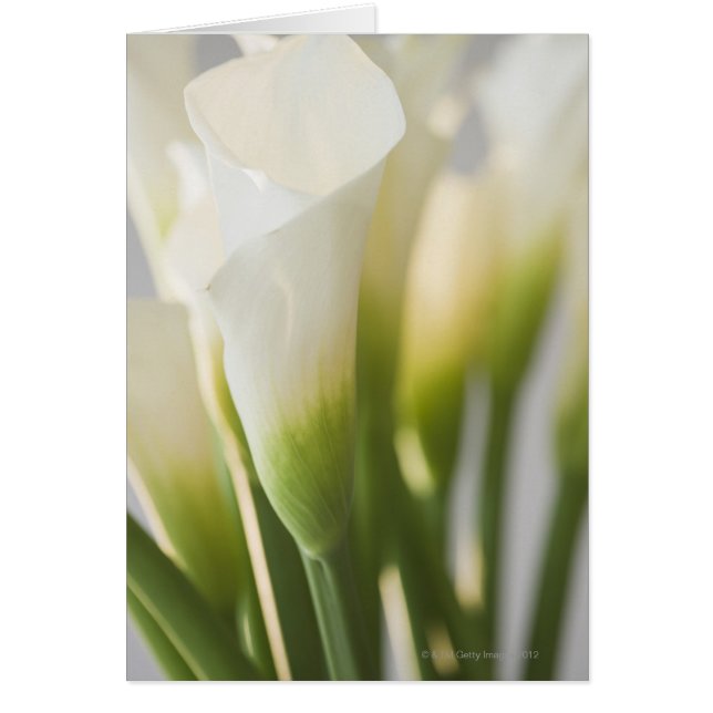 Nahe Anhäufung von Blume (Vorne)
